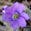 Hepatica nobilis blue